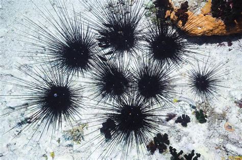 Long Spined Sea Urchin Photograph By Georgette Douwma Fine Art America