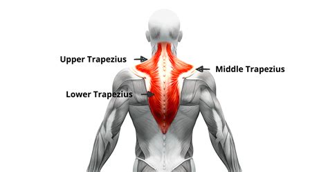 Trapezius Muscle Mobile Physiotherapy Clinic