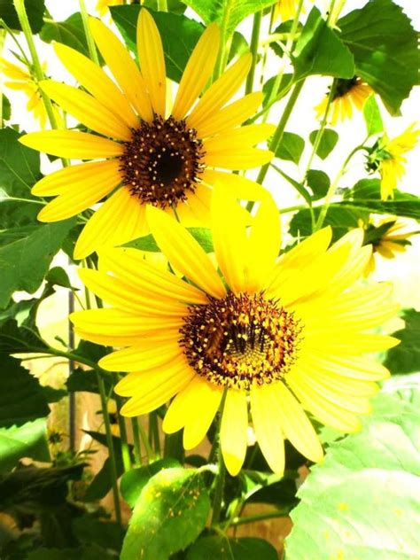 Jual 1 Bibit Benih Seeds Annual Sunflower Hopi Bunga Matahari Di
