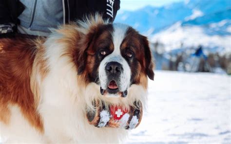 St Bernard Rescue Dog In Val Di Pejo 3000 Mt Italy Snow Val Di Pejo