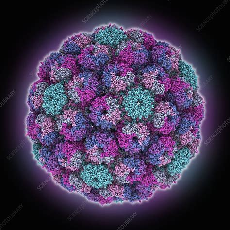 The following tests are used to identify merkel cell carcinoma, and to determine its stage (how far the disease has. Merkel cell polyomavirus particle, illustration - Stock ...