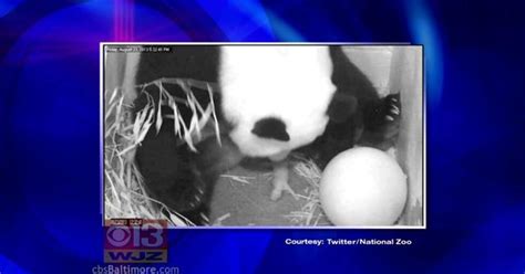 National Zoo Panda Cam Would Go Dark In Shutdown Cbs Baltimore