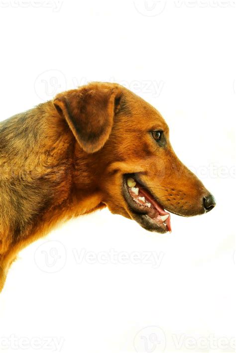 Dachshund Dog Face Side View Isolated On White Background Studio Shot