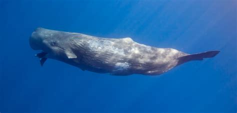 The Whale Diaries Sperm Whale Eating Squid