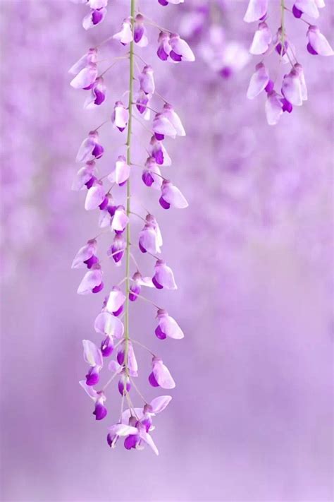50 Purple Flower Wallpaper For Iphone Wallpapersafari