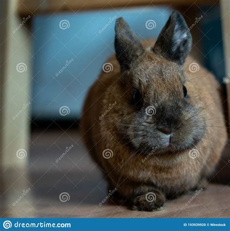 Cute Brown Bunny On The Floor Stock Photo Image Of Room Furry 193939920