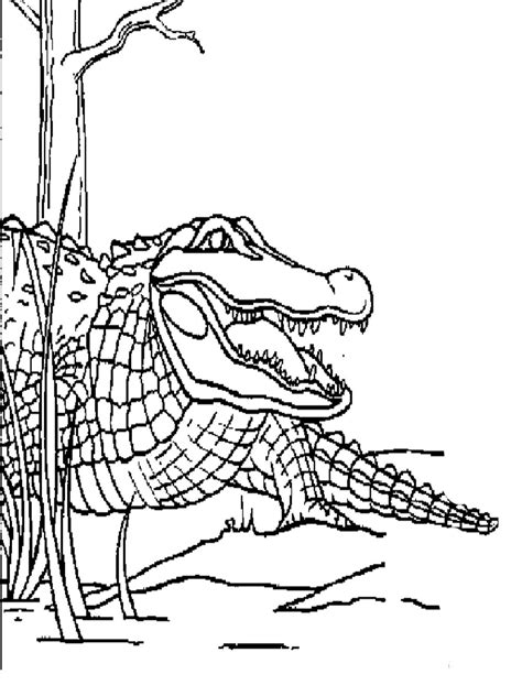 Realistic Alligator Coloring Pages | Unicorn coloring pages, Puppy coloring pages, Deer coloring ...