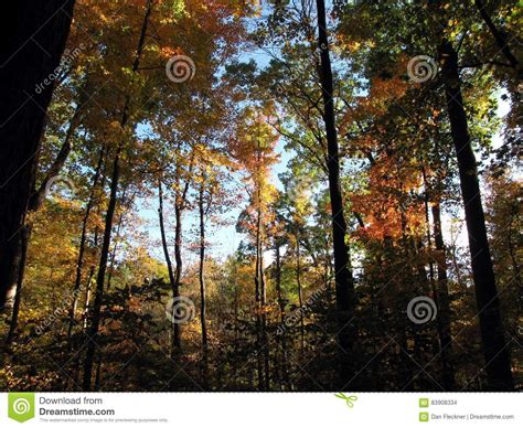 A Fall Day Among The Hickory Trees Stock Photo Image Of
