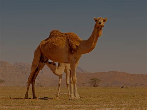 Do Camels Store Water In Their Humps