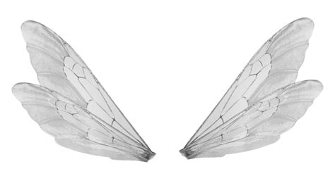 Realistic Fairy Wings Png Free Logo Image