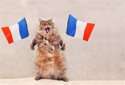 The Big Shaggy Cat Is Very Funny Standingfranceflag 1