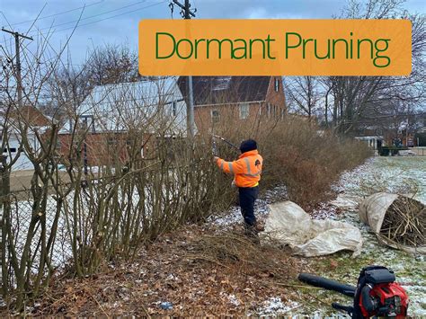 The Importance Of Dormant Pruning For Commercial Property Landscaping