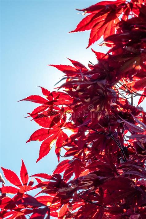 Red Maple Leaves Sunlight Flare Blue Sky Stock Image Image Of