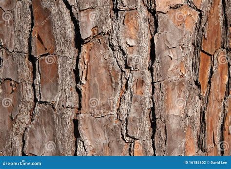 Pine Tree Bark For Background Stock Photo Image Of Pine Nature 16185302