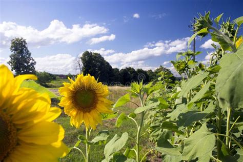 Yellow Sunflower Sunflower On A Thin Leg Against The Blue Sky In The