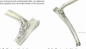 A Clinically Oriented Comprehensive Pictorial Review Of Canine Elbow