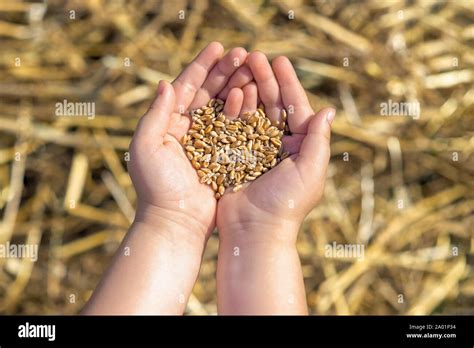 El Grano Del Trigo En Las Manos Del Niño Sobre Un Fondo De Un Campo