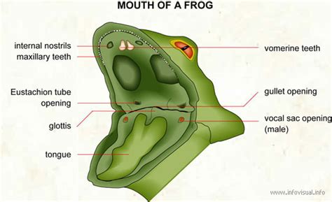 Frog Diagrams