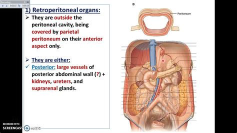 Overview Of Abdomen 9 The Retro Peritoneal Organs Dr Ahmed Farid