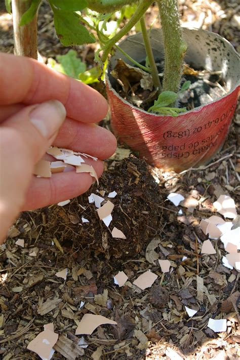 Using Eggshells To Control Garden Slugs Organically
