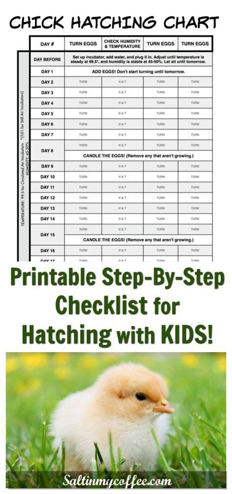 Printable Egg Incubation Chart Hatching Chickens Chickens Backyard
