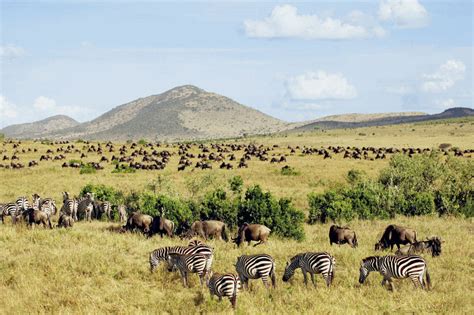 Maybe you would like to learn more about one of these? Masai Mara Safari + Baobab Beach Resort - Rundreisen ...