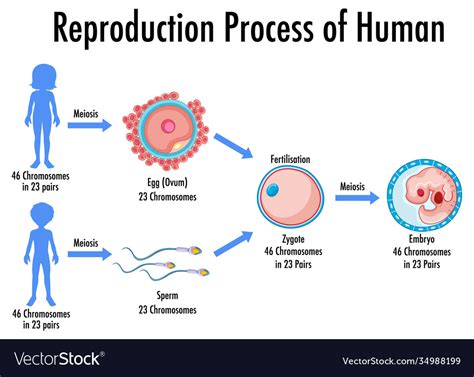 reproduction process human infographic royalty free vector