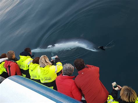 Minke Whales In A Changing Icelandic Ecosystem Special Tours