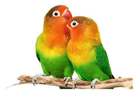 Collection Of Lovebird Png Hd Pluspng