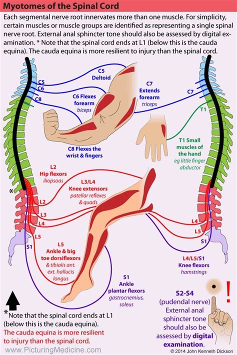 Myotomes Of The Spinal Cord Each Segmental Nerve Root In 2021