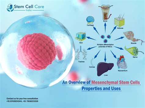 An Overview Of Mesenchymal Stem Cells Properties And Uses