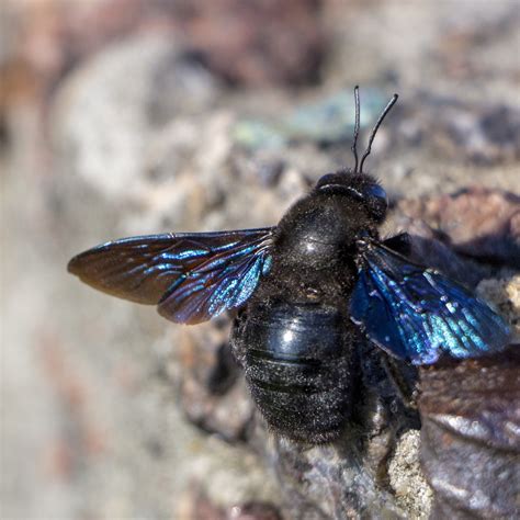 Five Fascinating Facts About Carpenter Bees · Extermpro