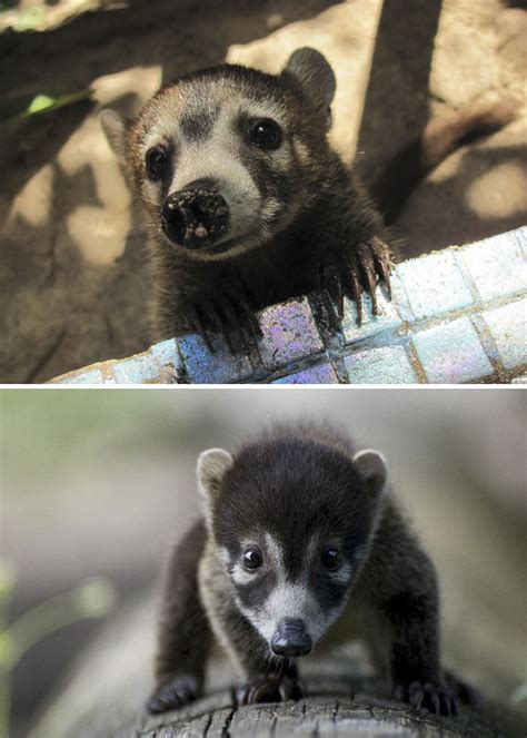10 Rare Animal Babies Youve Probably Never Seen Before Bored Panda