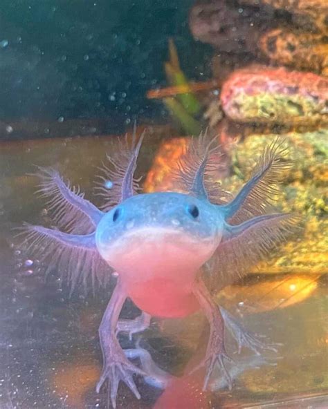 Firefly Axolotl Species Profile Care Guide And Pictures