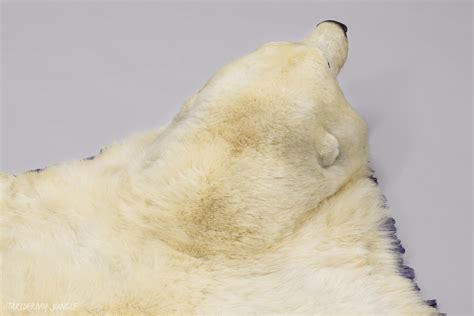 Taxidermy Polar Bear Skin By Hudsons Bay Co Taxidermy Jungle