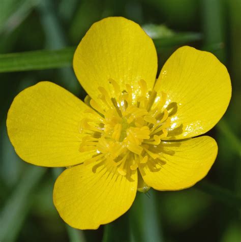 A Guide To Identifying 28 Types Of Yellow Wildflowers In Canada