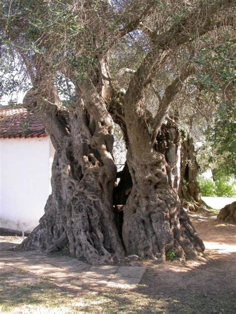 세계에서 가장 오래된 나무 올리브 나무 네이버 블로그