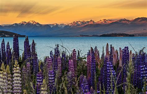 Wallpaper The Sky Flowers Mountains New Zealand Lupins