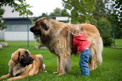 Leonberger Dog Breed Everything About Leonbergers