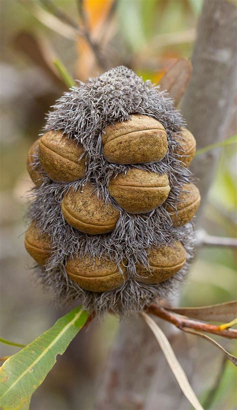 Seed Pod Yahoo Search Results Image Search Results Seed Pods Seeds