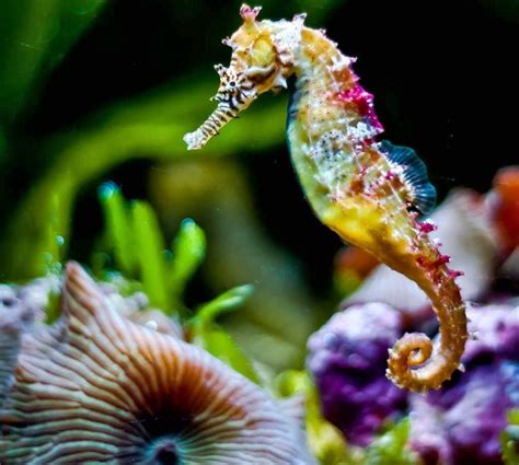 Seahorse Wallpapers Top Free Seahorse Backgrounds Wallpaperaccess
