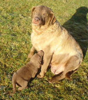 It is energetic outdoors but calm indoors if sufficiently exercised. AKC Chesapeake Bay Retriever Puppies For Sale Washington State