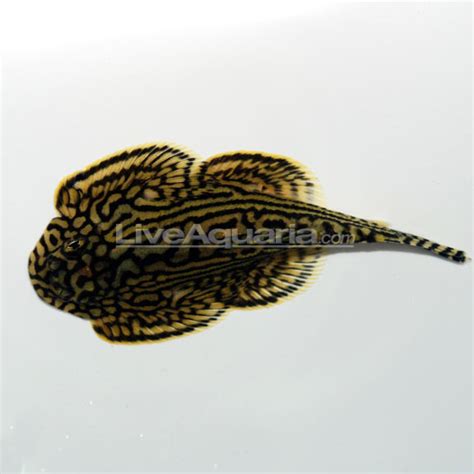 Reticulated Hillstream Loach Sewellia Lineolata Tropical Fish For