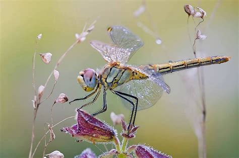 Dragonfly Dragonfly Insects Beautiful Bugs