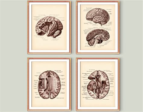 4 Anatomical Brain Posters Vintage Anatomy Art Neurology Art Etsy