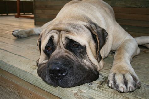 English Mastiff Growth Chart And Size Guide Plus 4 Factors That May