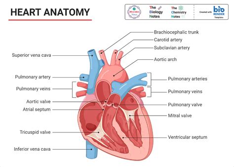 Human Heart Location Anatomy Structure Functions