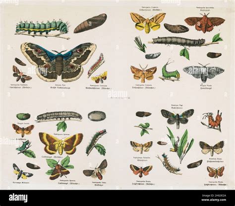 The 19th Century Vintage Illustrations Of Butterflies 1835 Gastropacha