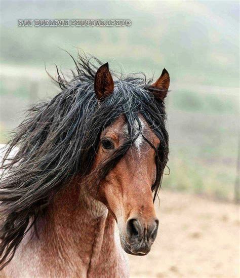 Stallion Freedom Return To Freedom American Wild Horse Sanctuary