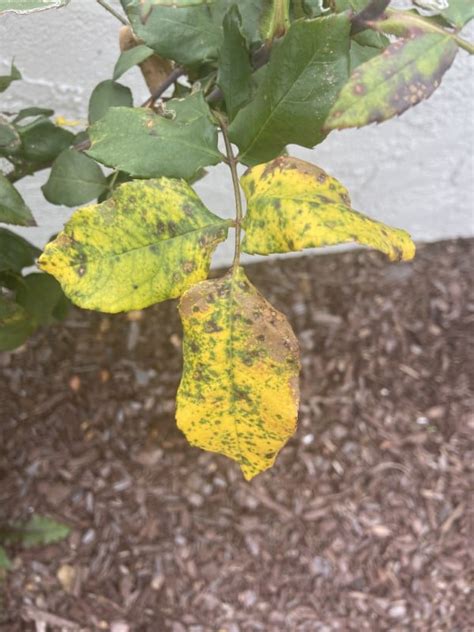 Why Do Rose Leaves Turn Yellow 4 Reasons